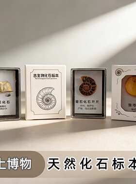 沧龙牙鲨鱼牙齿三叶虫化石冰箱贴