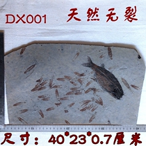 Chamber Wells Wolf Fin Fish Fossil with group Three-tailed Phytoplankton Large Stone Slab Flat No Restoration Collection Exhibition Hall Delivery