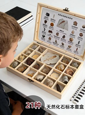 21种化石标本礼盒科普教学送3种