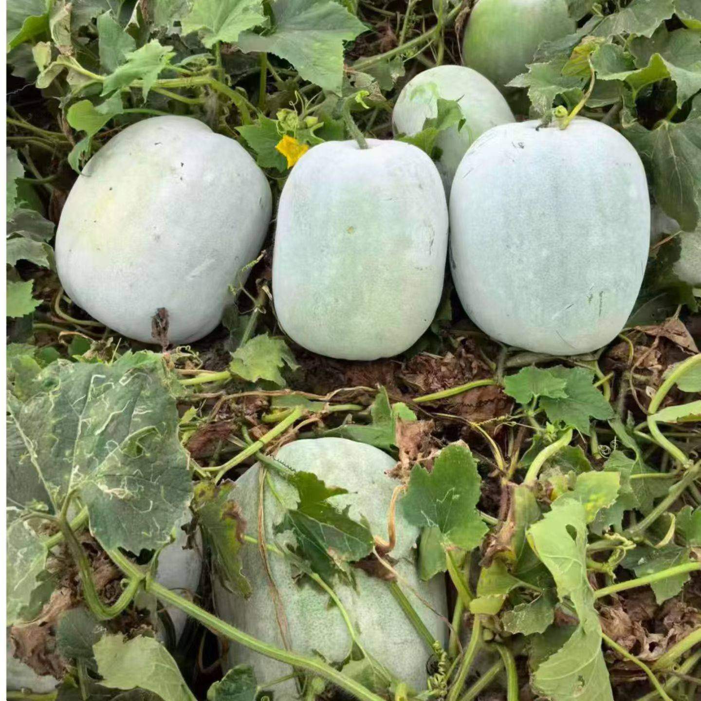 一串铃小冬瓜种子高产绿春小冬瓜小节冬瓜种子蔬菜种子四季播冬瓜,淘宝优惠券,粉丝福利购,淘宝优惠卷