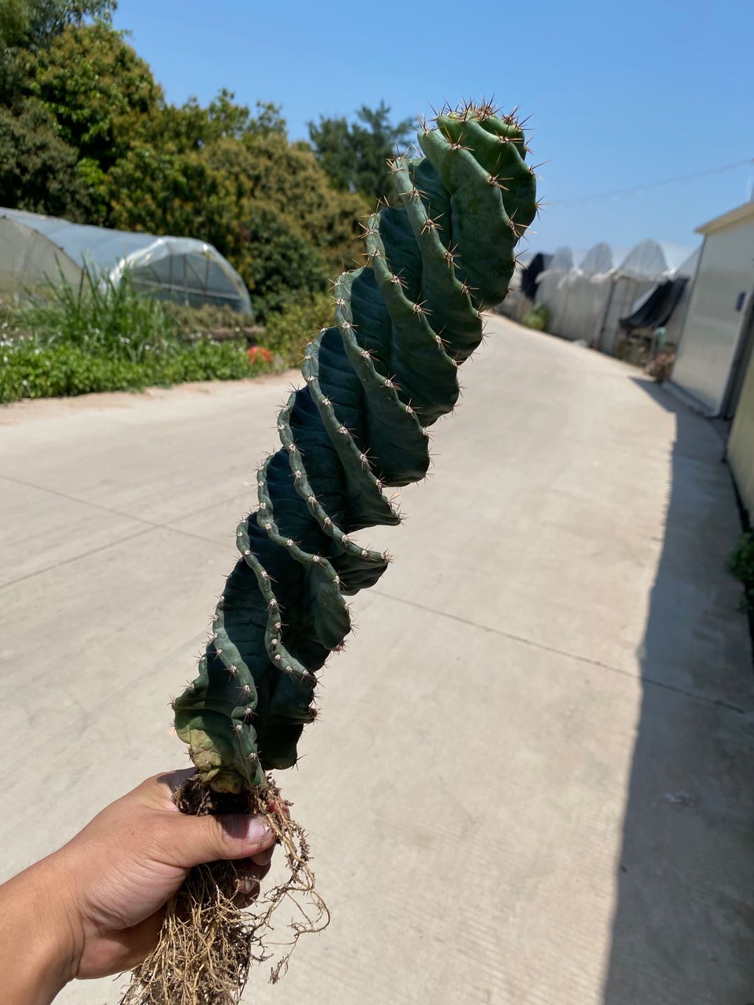 龙卷风螺旋柱仙人掌 龟甲瓣Tornado cactus龟甲龙卷风 - 图0