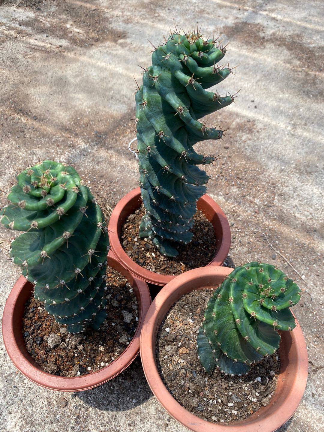 龙卷风螺旋柱仙人掌 龟甲瓣Tornado cactus龟甲龙卷风,淘宝优惠券,粉丝福利购,淘宝优惠卷