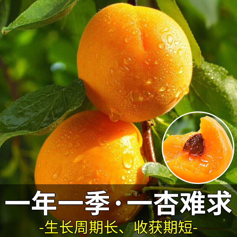 现摘头茬 5斤陕西大黄杏子当季新鲜孕妇水果金太阳杏酸甜整箱包邮 - 图2