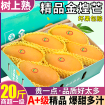 Tree cooked 20 catties Hainan golden huang mango mango fresh when season makes fruit whole box of tropical 10