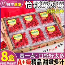 Cisfeng Great Fruits Yunnan Pleasant Berries Red Raspberry Fresh Fruits When Season Pregnant Women Fruits Fresh Raspberry Rare
