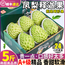The Shunfeng Big Fruit 5 catties of milk pineapple Pineapple Fruits Fresh Fruits Pan Lychee Forest the Buddhas head gift box pregnant woman