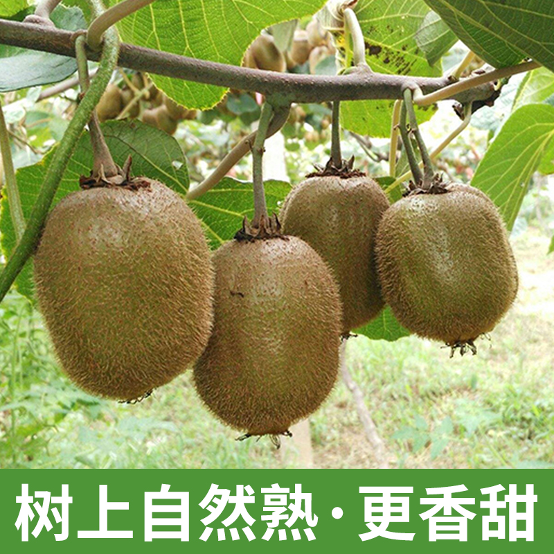  铂果奇异果/猕猴桃