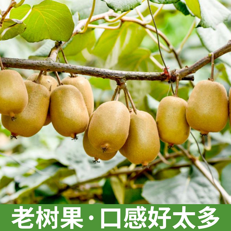 20粒四川红心新鲜当季孕妇10猕猴桃 铂果奇异果/猕猴桃