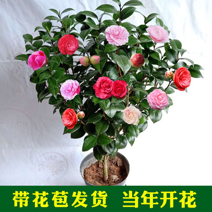 【白十八学士】盆栽山茶花树苗 精品茶花苗盆栽.庭院年宵花卉 - 图0