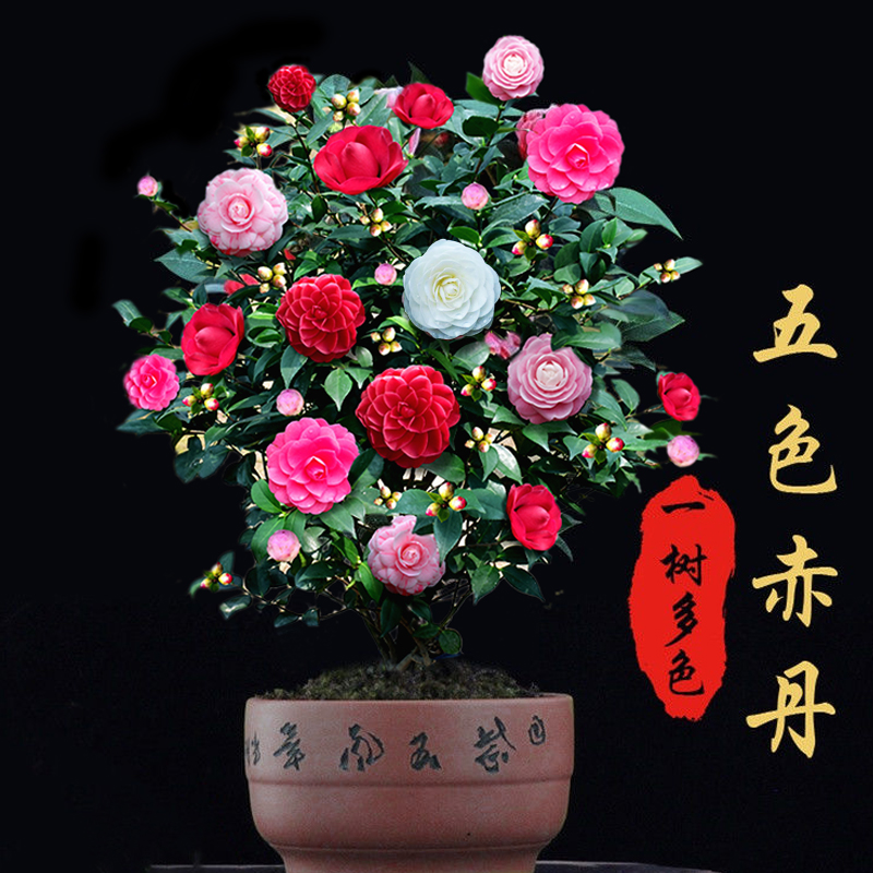 【白十八学士】盆栽山茶花树苗 精品茶花苗盆栽.庭院年宵花卉 - 图1