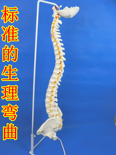人体脊柱神经成人脊椎模型彩色正骨医用骨骼教学骨架仿真可拆椎骨 - 图2