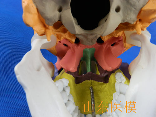 头骨模型 骷髅模型 仿真人头骨模型 头颅骨标本模型 医学美术绘画 - 图0