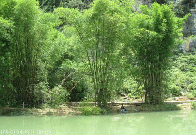 绿化丛生竹子慈孝竹孝顺竹庭院别墅植物四季常青风景竹小叶凤尾竹-图0