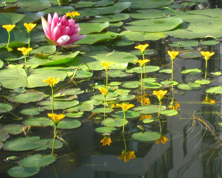 一叶莲黄花荇菜苗 莕菜养鱼龟虾缸造景观微 水草浮萍水生水培植物 - 图2