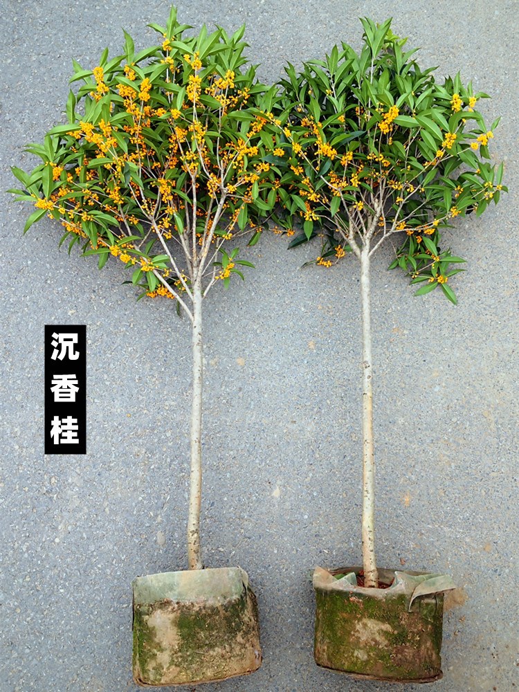 树苗大全金桂花树苗户外庭院绿植花卉植物室外花好养活四季绿化树-图2