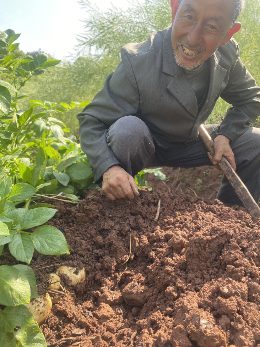 湖南黄心土豆衡阳农家本地洋芋子炒菜炖汤粉糯香甜农产品新鲜蔬菜 - 图2