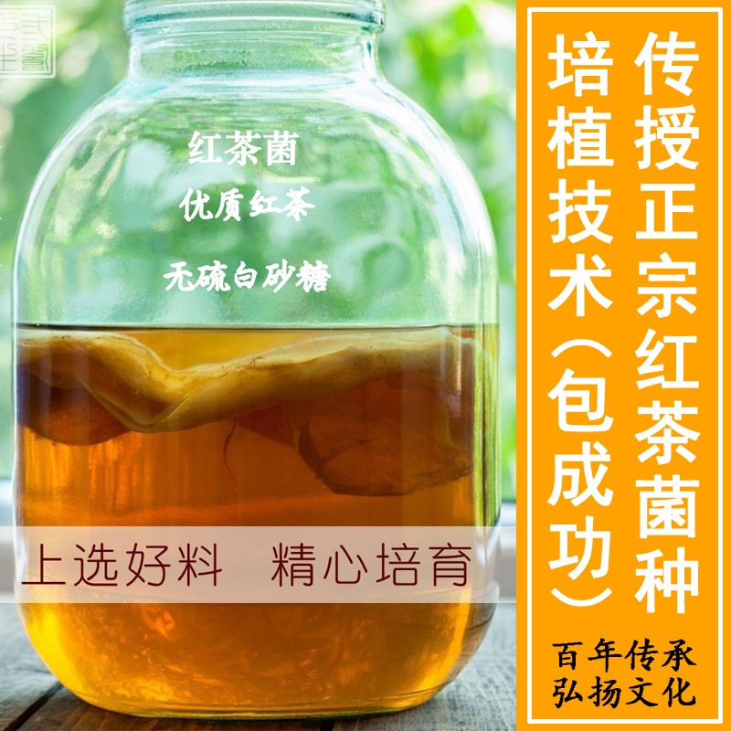 正宗红茶菌海宝醋蛾子菌种母液食用传统老胃宝酵素康普发酵茶 - 图1