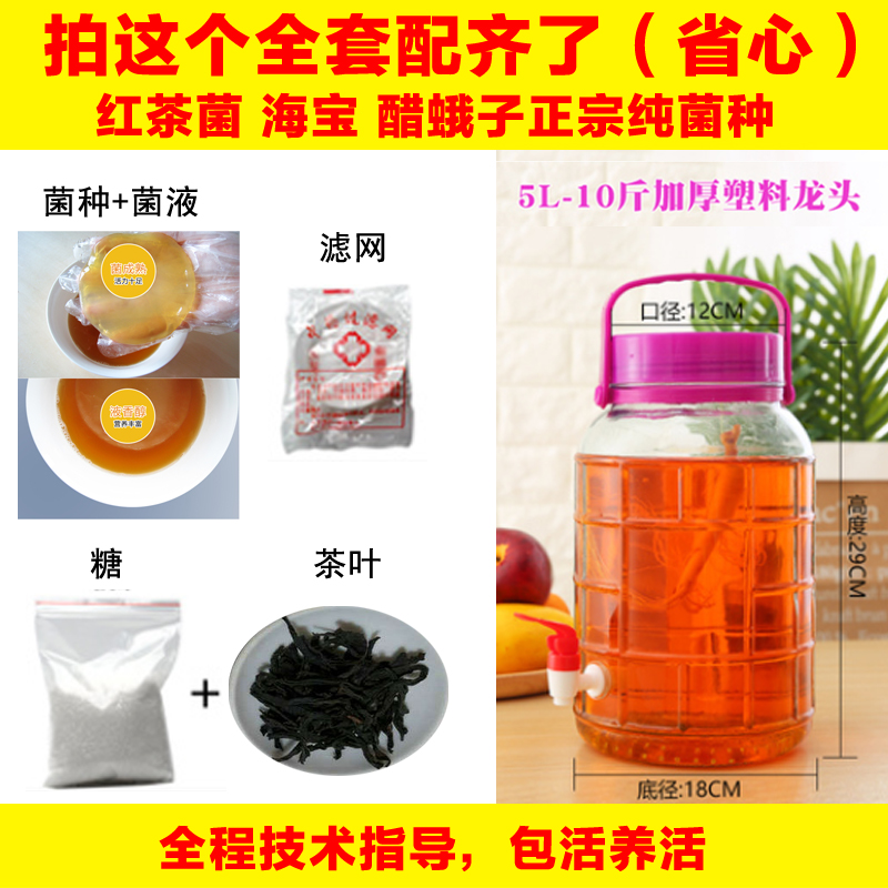 正宗红茶菌老胃宝菌种红茶菌种家用海宝醋蛾子发酵母液食用酵素 - 图2