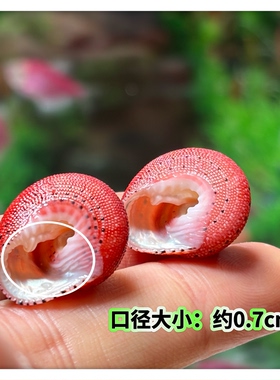 天然草莓钟螺寄居蟹替换壳