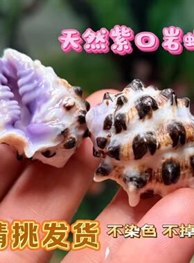 天然紫口粉口黑点岩螺稀有收藏