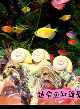 天然海螺贝壳寄居蟹替换壳