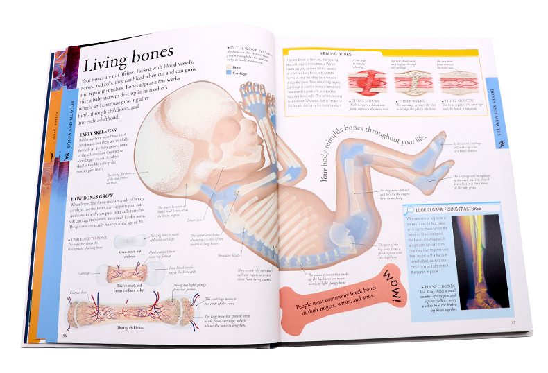 进口英文原版正版DK人体图解儿童百科  Human Body A Children's Encyclopedia DK儿童科学百科系列  全彩精装大开本 - 图2