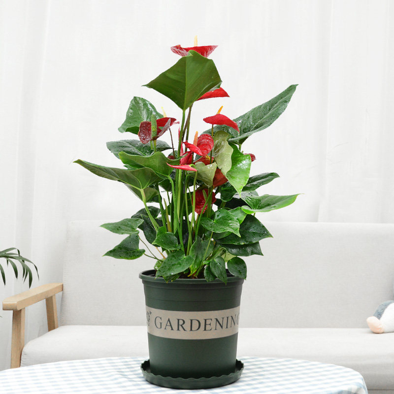 红掌成都金叶子植物桌面盆栽年宵搬家节日净化空气礼品花卉专车送,淘宝优惠券,粉丝福利购,淘宝优惠卷