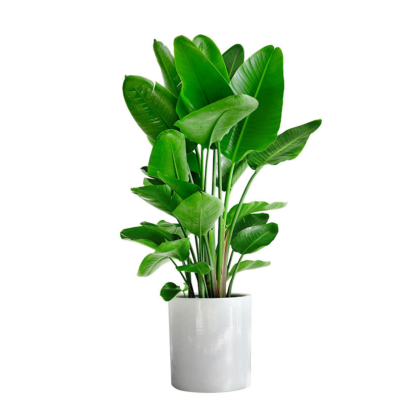 金叶子天堂鸟大型室内绿植盆栽客厅办公乔迁植物四季好养净化空气,淘宝优惠券,粉丝福利购,淘宝优惠卷