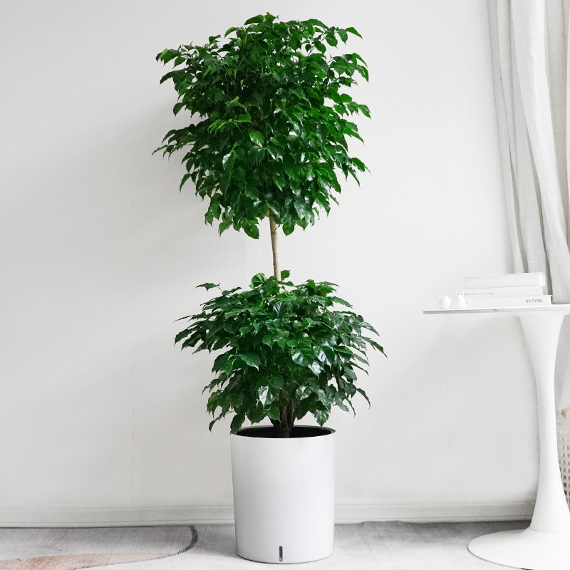 金叶子多层绿宝幸福树客厅盆栽大型常绿植物办公室内外客厅易养活,淘宝优惠券,粉丝福利购,淘宝优惠卷