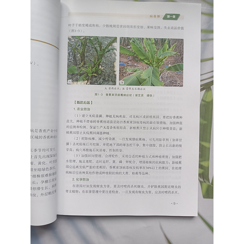 海南省外来入侵物种识别与防治 植物病原生物卷 胡美姣 等著 外来入侵物种的危害 保障农林牧渔业可持续发展 保护海岛的生物多样性 - 图1