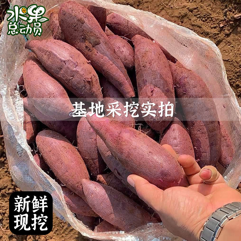 现挖新鲜5斤沙地紫红小香薯番薯 水果总动员番薯
