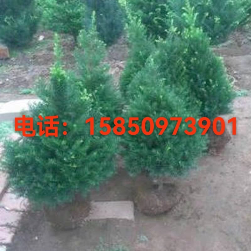 曼地亚红豆杉带果盆栽树苗大树老桩盆景庭院别墅栽植耐寒植物绿植