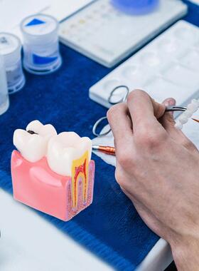 Modèle de dents d	éducation d	anatomie d