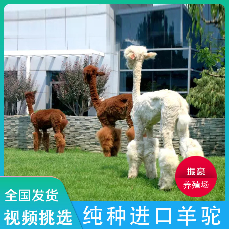 羊驼宠物家养萌宠活体小羊驼幼崽澳洲神兽草泥马羊驼活物出售租赁,淘宝优惠券,粉丝福利购,淘宝优惠卷