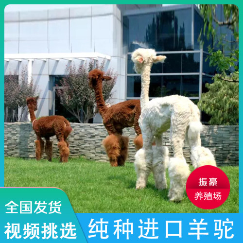 羊驼宠物家养萌宠活体小羊驼幼崽澳洲神兽草泥马羊驼活物出售租赁 - 图2