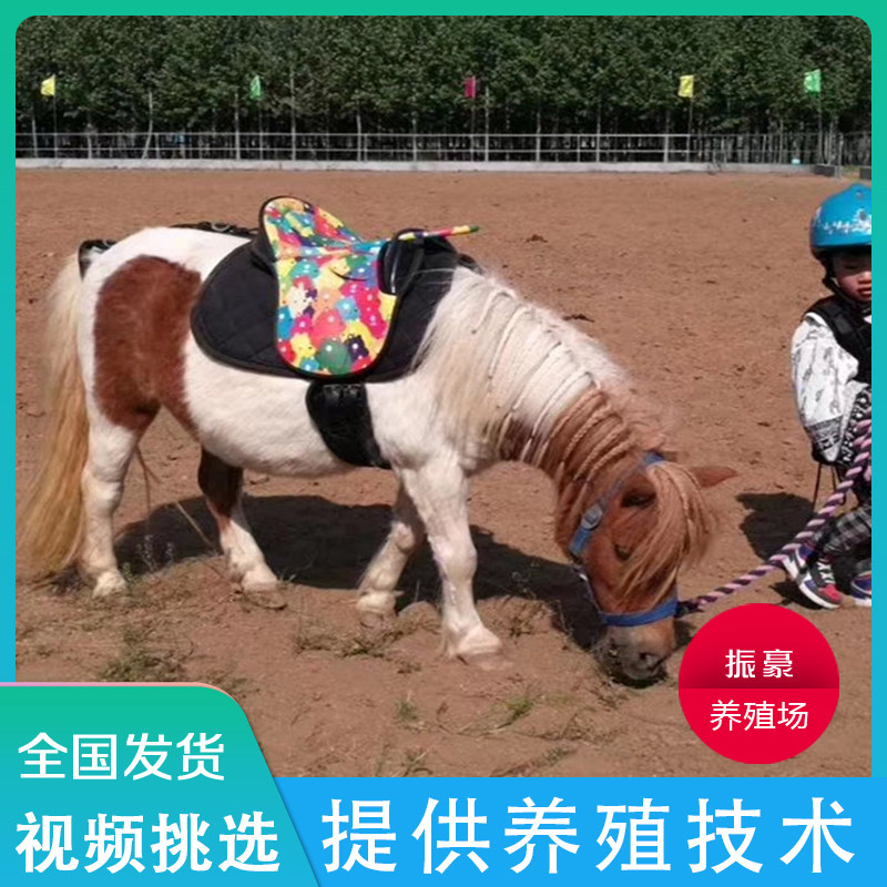 小矮马小型马活体纯种乘骑真马矮脚宠物马匹活物迷你小马驹动物_虎窝淘