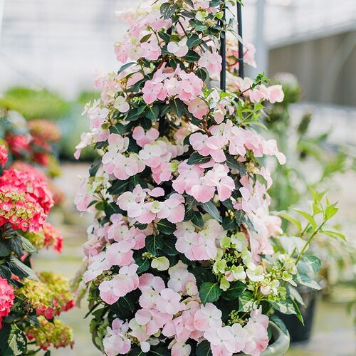 花都之韵 新品绣球花苗 盆栽阳台庭院绿植花卉 中苗合集 - 图3