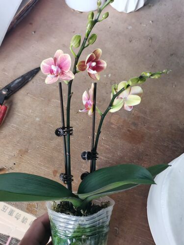 双剑蝴蝶兰年宵花带花苞盆栽四季开花花期长室内兰花卉包邮礼品 - 图1