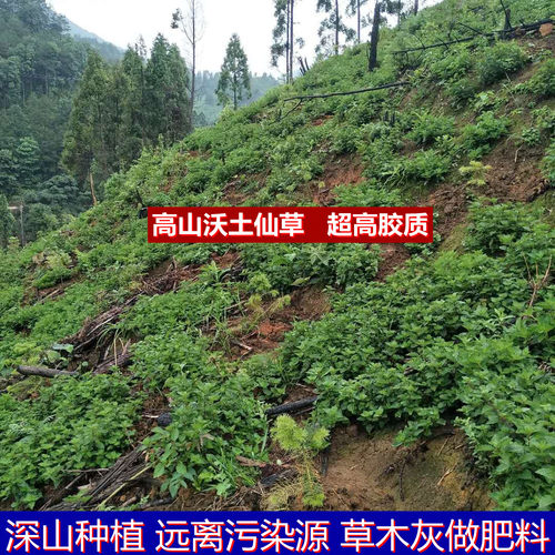 仙草干仙草冻黑凉粉草粿草正宗仙人草烧仙草 新鲜草干 - 图0