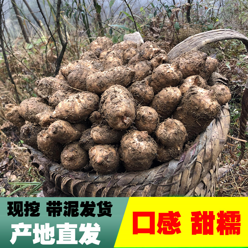 云南昭通新鲜天麻共3斤仿野生1500g小草坝现挖活生非干货草伊颜