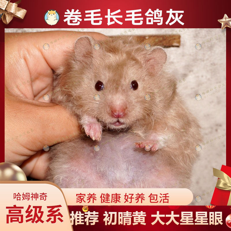 卷毛金丝熊家养温顺长毛鸽灰金丝鼠活物包活好养不臭小宠物仓鼠,淘宝优惠券,粉丝福利购,淘宝优惠卷