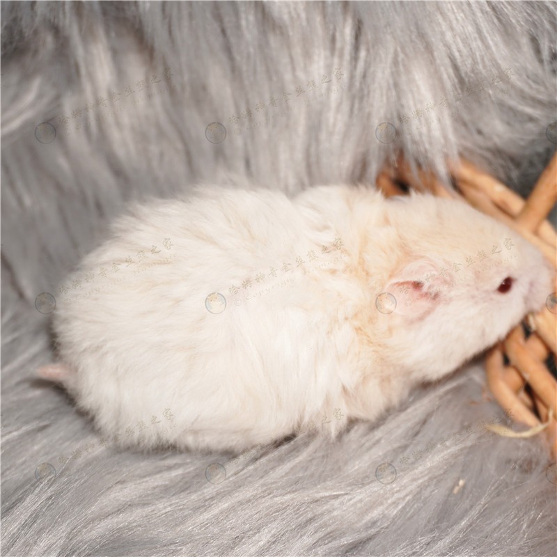 卷毛蜜波利金丝熊仓鼠长毛波利纹熊肉桂波包活好养大体宠物金丝鼠,淘宝优惠券,粉丝福利购,淘宝优惠卷