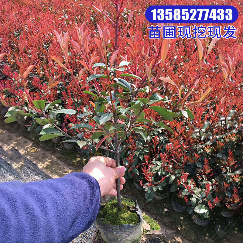 直销红叶石楠红花继木金森女贞树苗园林别墅庭院绿化绿篱小苗球型 艺星花园 淘优券