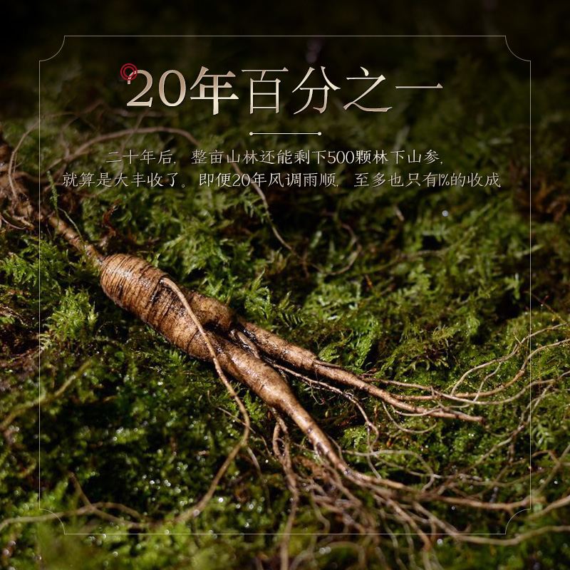 长白山一等国检证书东北特产野山参 长白山人参人参/园参及其制品