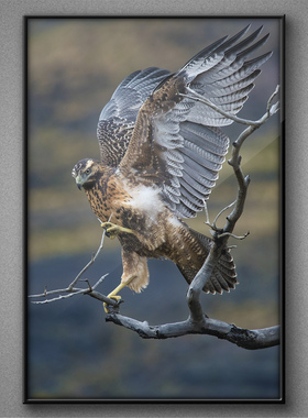 高清自粘防水雄鹰猛禽装饰画