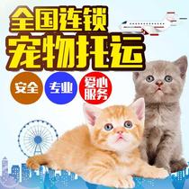 Pet Care Services Kitty Dogs Rabbit Bird Climbing Spotting And Other Cute air or special car door-to-door bag pick up