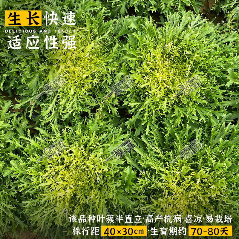 夏季细叶苦菊菜种籽孑野生苦菜籽种苦苣生菜蔬菜沙拉黄心苦菊种子 - 图0