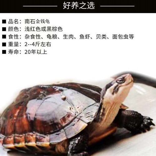 纯种石金钱正宗南石活体宠物变异冷水外塘养殖观赏长寿招财小乌龟 - 图2