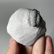 Fidelity Morocco Three Leaf Worms Fossil Teaching Kop Less Cognitive Specimens Palaeobiofossils