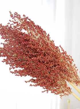 天然高粱穗干花永生花麦穗客厅装饰仿真拍摄道具店铺橱窗展示花束